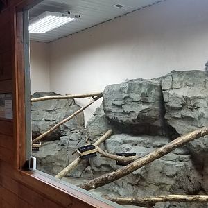 Brights Zoo - SA Building, Prehensile-tailed Porcupines