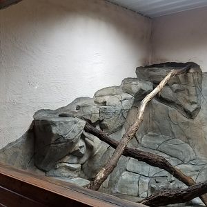 Brights Zoo - SA Building, Kinkajou exhibit