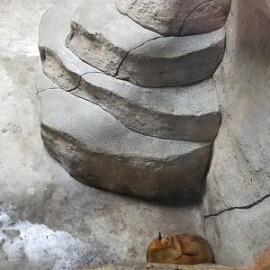 Brights Zoo - SA Building, Kinkajou