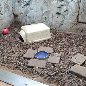 Brights Zoo - SA Building, Armadillo