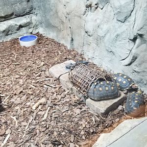Brights Zoo - SA Building, Red-footed Tortoises