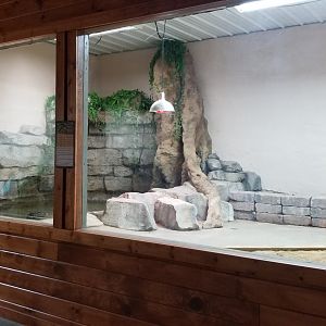 Brights Zoo - SA Building, Cuvier's Dwarf Caiman