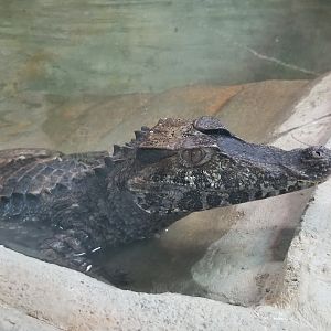 Brights Zoo - SA Building, Cuvier's Dwarf Caiman