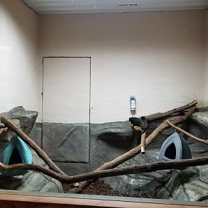 Brights Zoo - SA Building, Red-handed Tamarins