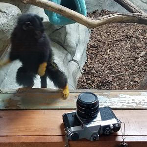 Brights Zoo - SA Building, Red-handed Tamarin