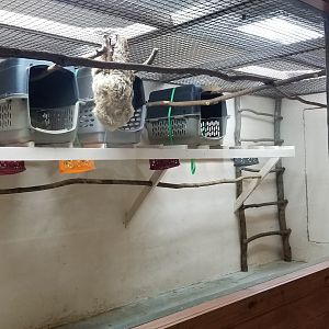 Brights Zoo - SA Building, Sloth exhibit 1