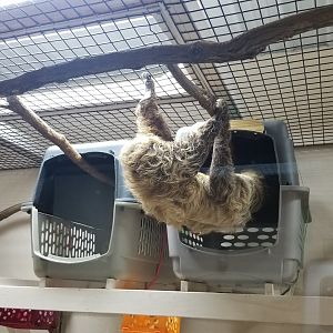 Brights Zoo - SA Building, Sloth going in for a nap