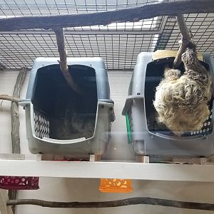 Brights Zoo - SA Building, Sloths