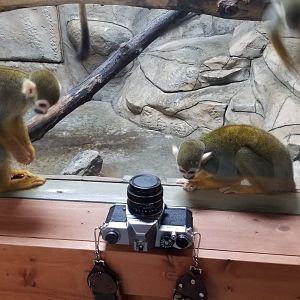 Brights Zoo - SA Building, Common Squirrel Monkeys