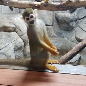 Brights Zoo - SA Building, Common Squirrel Monkey