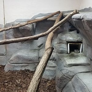 Brights Zoo - SA Building, Owl Monkey, Azara's