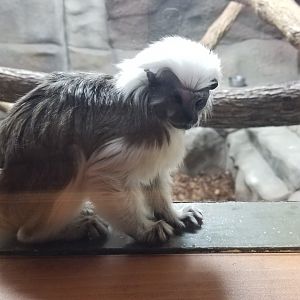 Brights Zoo - SA Building, Cotton-top Tamarin