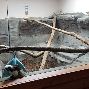 Brights Zoo - SA Building, Cotton-top Tamarins