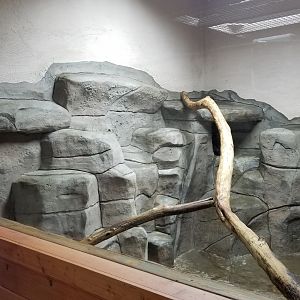 Brights Zoo - SA Building, Tayra; animal is in cubby behind branch