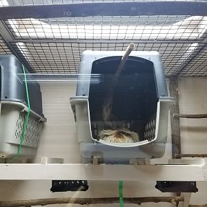 Brights Zoo - SA Building, Sloth exhibit #2