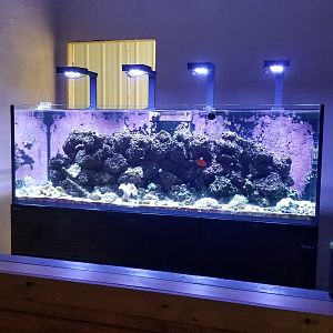 Brights Zoo - SA Building, Fish tank #1, unsigned