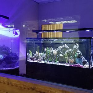 Brights Zoo - SA Building, Fish tank exhibit #2