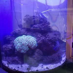 Brights Zoo - SA Building, Fish tank #2, round tank, unsigned