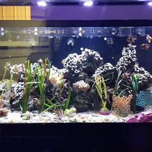 Brights Zoo - SA Building, Fish tank #3, unsigned, Pajama Cardinalfish, Seahorse sp