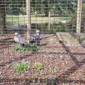 Brights Zoo - Southern Screamers, Spectacled Owl; Black Swan pool behind