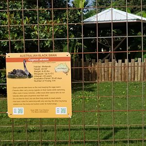 Brights Zoo - Black Swan, Coscoroba Swan area