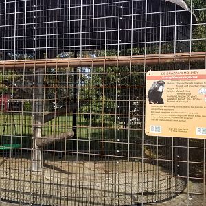 Brights Zoo - DeBrazza's Monkey