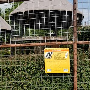 Brights Zoo - Black and White Ruffed Lemur