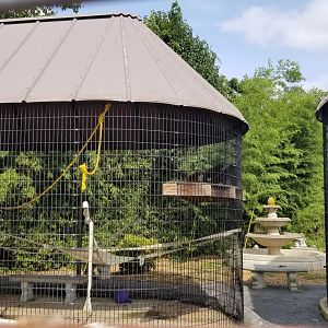 Brights Zoo - Lar Gibbon, view of home (?) on property