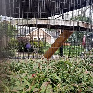 Brights Zoo - Lar Gibbon exhibit