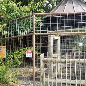 Brights Zoo - Lar Gibbon exhibit