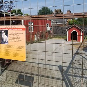 Brights Zoo - Anatolian Shepherd, pet of home behind?