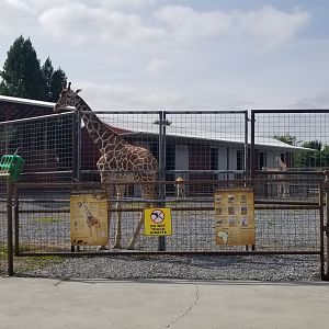 Brights Zoo - Giraffes