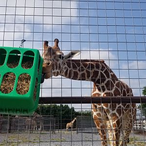 Brights Zoo - Giraffe