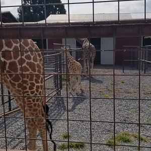 Brights Zoo - Baby Giraffe