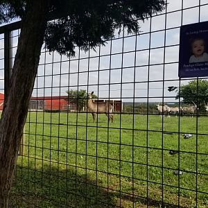 Brights Zoo - Gemsbok, Waterbuck