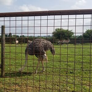 Brights Zoo - Ostrich, Gemsbok