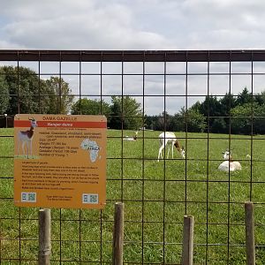 Brights Zoo - Dama Gazelle