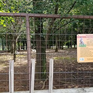 Brights Zoo - Red Kangaroos, HUGE yard