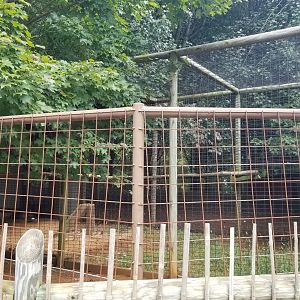 Brights Zoo - Eurasian Eagle Owl