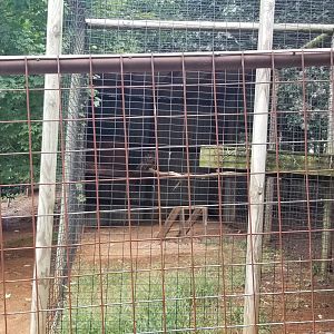 Brights Zoo - Eurasian Eagle Owl