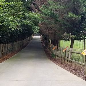 Brights Zoo - Other path to gemsbok, giraffes