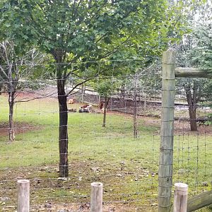 Brights Zoo - Back of alpaca yard