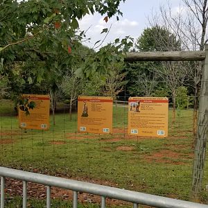 Brights Zoo - Llama, alpaca, southdown sheep yard