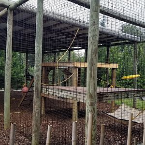 Brights Zoo - Black-handed Spider Monkey