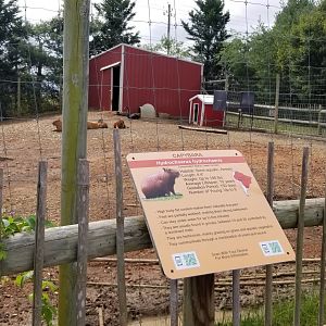 Brights Zoo - Capybara, Sarus Crane, Black Swan yard