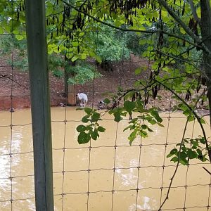 Brights Zoo - Capybara, Sarus Crane, Black Swan yard