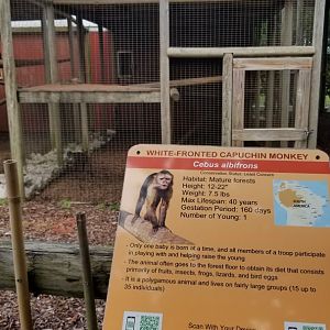 Brights Zoo - White-fronted Capuchin