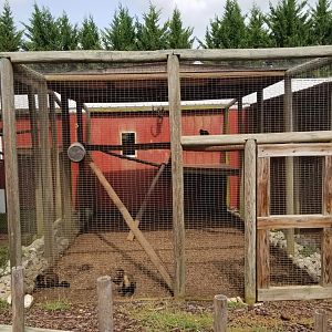 Brights Zoo - Tufted Capuchin