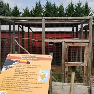 Brights Zoo - Toco Toucan