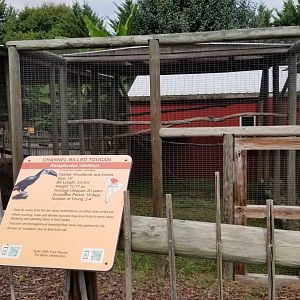 Brights Zoo - Channel-billed Toucan